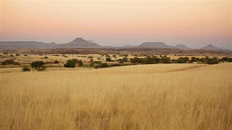 Did Leaf-Browsing Herbivores Give Rise to Africa's Savannas?