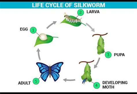 Draw a labelled diagram to show the lifecycle of a silk moth! At which stage is silkfibre ...