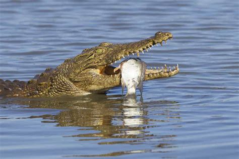 See a Sneaky Crocodile Pop Up And Attack a Herd of Over 20 Deer - A-Z ...