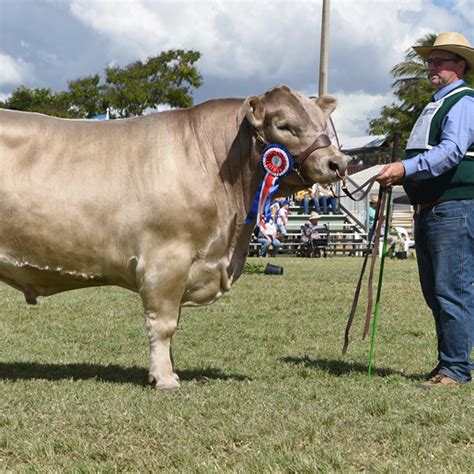 Beef Australia | Stud Cattle Championship