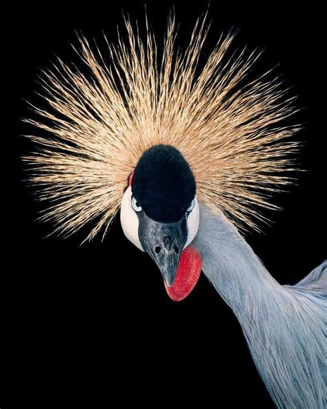 Grey Crowned Crane: Rare and Beautiful Bird