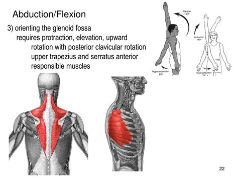 Shoulder abduction muscles - postsapo