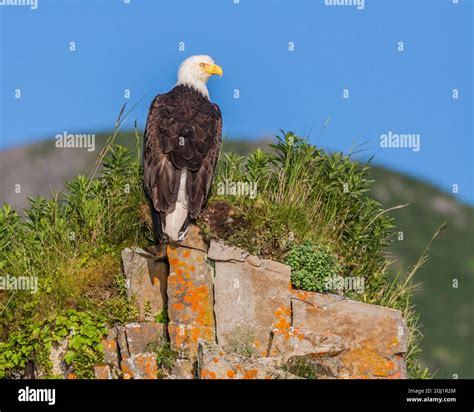 North America, USA, Alaska, Katmai National Park, Kukak Bay. Bald Eagle, Haliaeetus ...