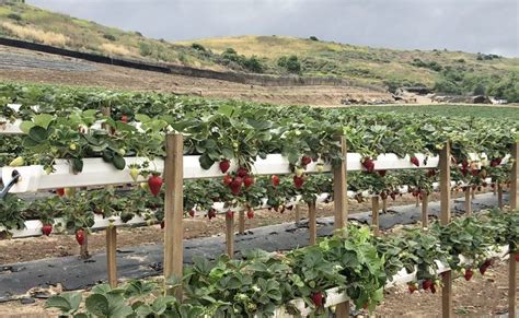 A Sweet Day of Strawberry Picking At Tanaka Farms