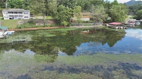 Residents concerned about parrot feather at Lake Chatuge | 11alive.com