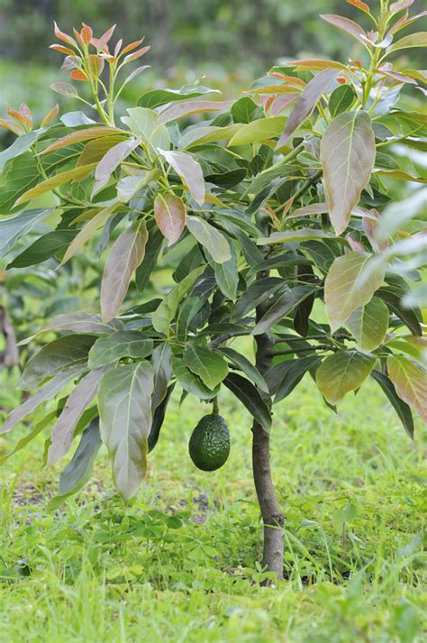 Avocado Hass, another common tropical fruit from Guatemala and Mexico ...