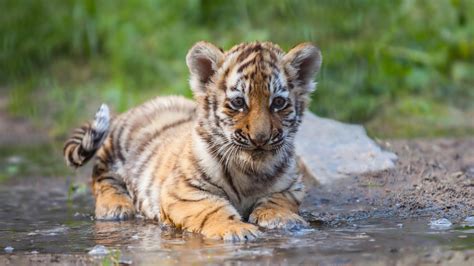 Charming Tiger Cub está sentado en el agua Tiger HD Desktop Wallpaper: Widescreen: alta ...