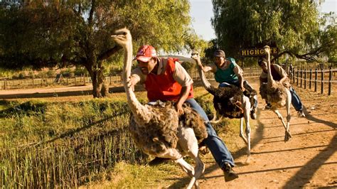 Ostrich Farm – Travel Republic Africa