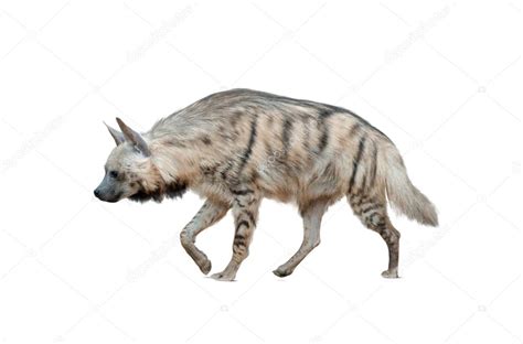 Albino Hyena