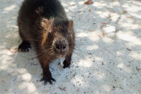 Premium Photo | Cuban hutia, portrait of cute rodent