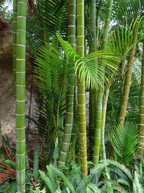 The Common Types of Bamboo - Natgeos