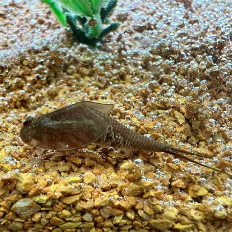 Triops Longicaudatus Hawaii Breeding approach, $ 20.45