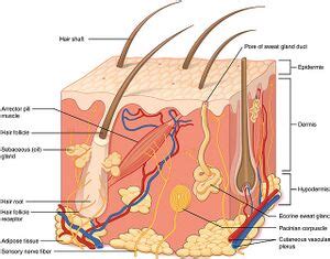 Physiology of Sweat - Physiopedia