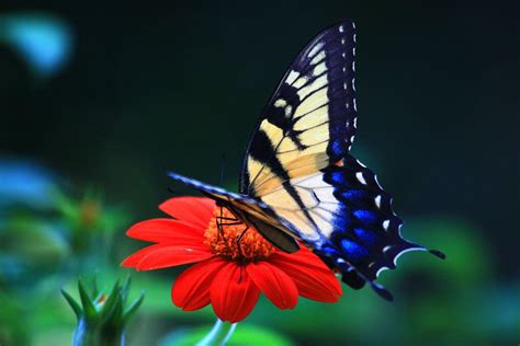 Full Screen HD Butterfly Wallpapers - Wallpaper Cave