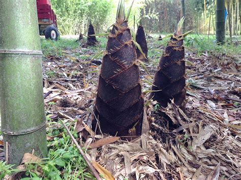 Fresh Bamboo Shoots - Bamboo Farming USA