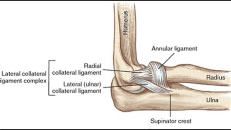 Two Minutes of Anatomy: Radial Collateral AKA Lateral Collateral ...