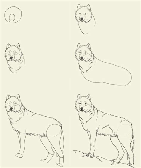 How to draw wolf | Animal drawings, Drawings, Wolf drawing