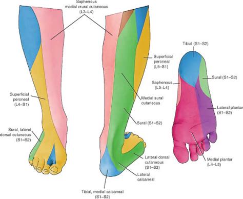 Sural Region