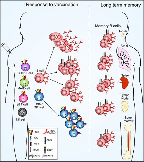 Understanding immunity towards seasonal Influenza vaccines