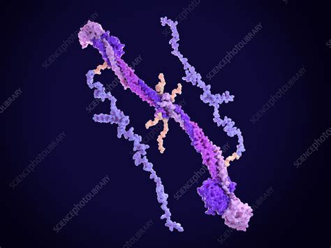 Fibrinogen molecule - Stock Image - F030/2374 - Science Photo Library