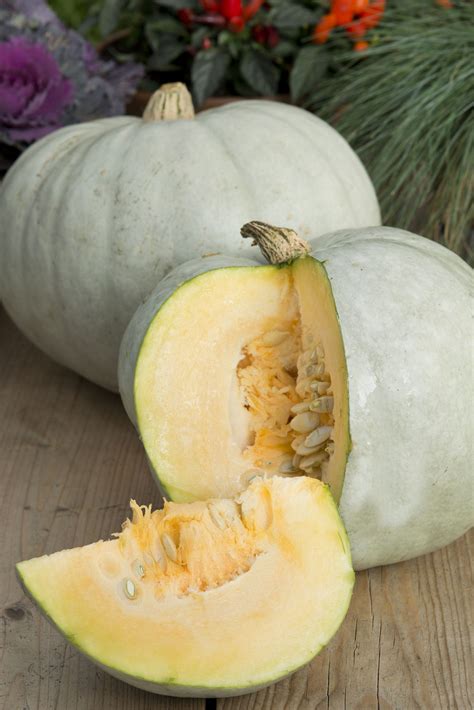 CUCURBITA maxima Krupnoplodnaya - Muller Seeds