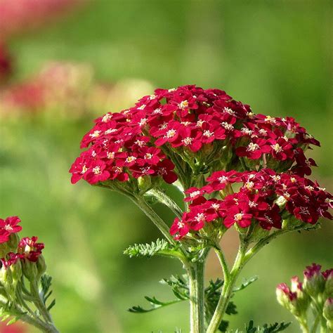 Shop Yarrow - Achillea | American Meadows