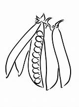 Bean Coloring Page PDF  Beans Pages For Kids sketch template