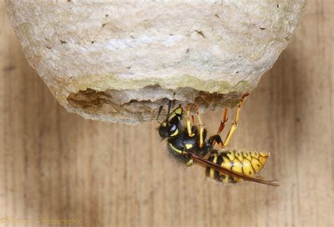 Queen wasp entering nest photo - WP43240