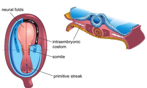 Embryology Flashcards | Quizlet