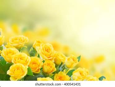 613,682 Yellow roses background Images, Stock Photos & Vectors ...