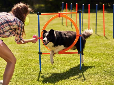 What Is Dog Agility Training