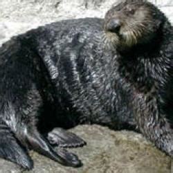 Make Your Own Sea Otter | Howtosmile