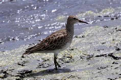 Wildlife Den – South African Wildlife Photography » Pectoral Sandpiper