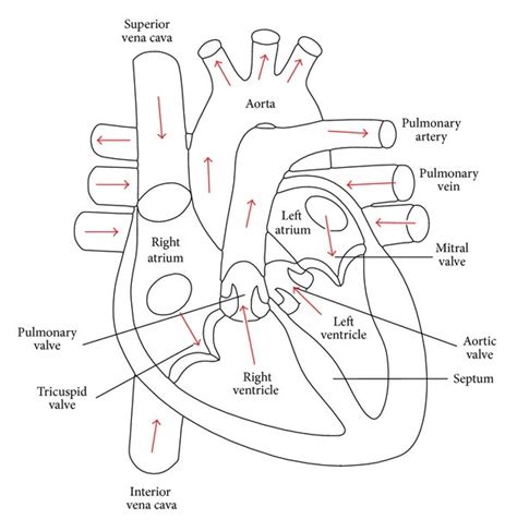 Heart Structure Diagram Labeled