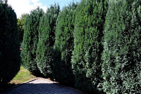 Lawsons cypress: profile, care & varieties - Plantura