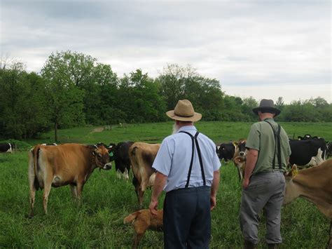 Dairy farming the Amish way - Dairy Global