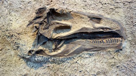 Are Dinosaur Fossils Minerals Like Any Other? A Federal Court Says Yes ...