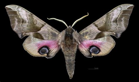 Eyed hawk–moth - Smerinthus ocellatus, species information page.