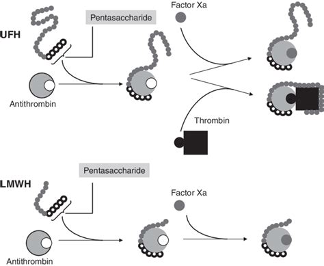 Mechanism of action: UFH vs LMWH. | Download Scientific Diagram