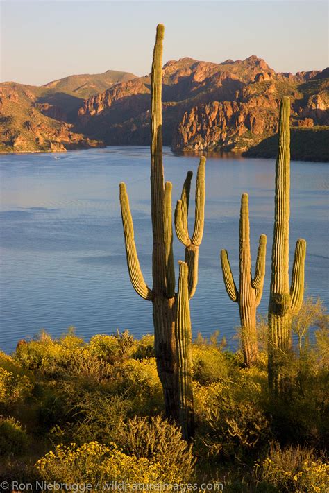 Saguaro Lake | Tonto National Forest, Arizona. | Photos by Ron Niebrugge