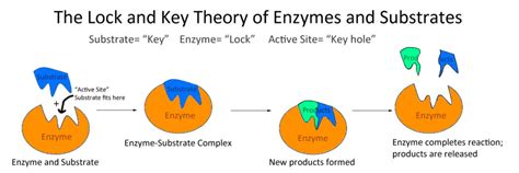 Biology: Lock and key theory Diagram | Quizlet