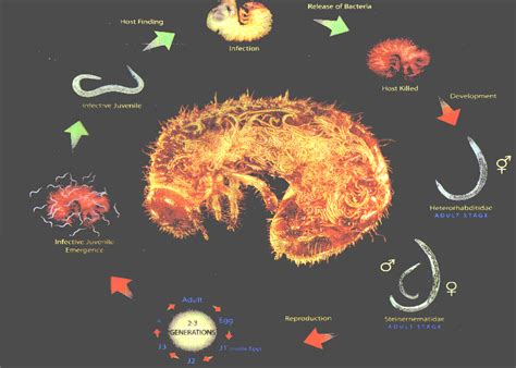 Steinernema feltiae/Heterohabditis bacteriophora nematodes