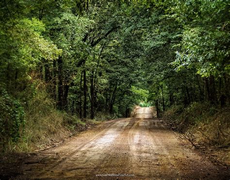 Rustic Country Road Fine Art Print, Woodland Dirt Road Landscape Color ...