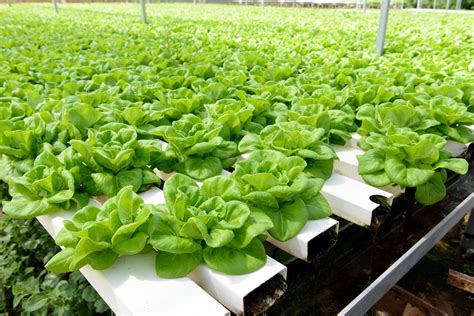 Hydroponic Vegetable | Hydroponic vegetables growing in gree… | Flickr