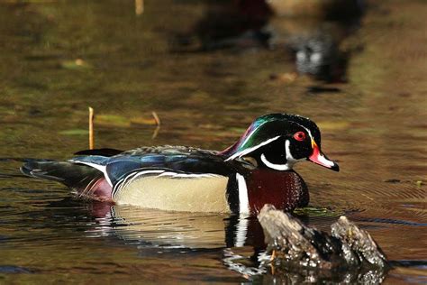 Male Wood Duck in Full Breeding Plumage Photograph by Teresa McGill - Fine Art America