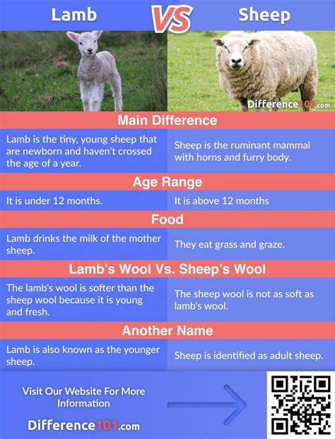 Lamb vs. Sheep: Differences, Pros & Cons, Similarities | Difference 101