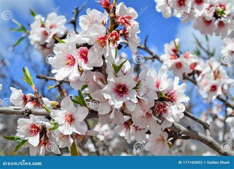 Almond Tree on Bloom. Spring Flowers Stock Photo - Image of bright, bloom: 177165002