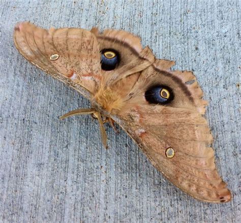 Polyphemus moth - Foothill Sierra Pest Control