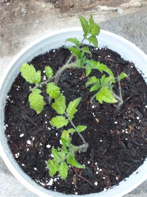 how-to-grow-tomatoes-in-a-5-gallon-bucket - Start Your Own Garden