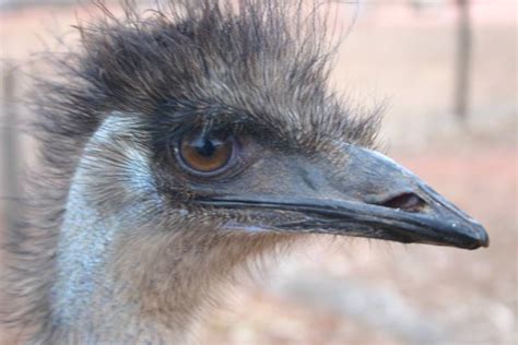 Angry looking emu at Stuart's Well Camp site... | Nicolai Bangsgaard | Flickr